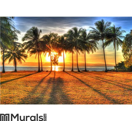 Sunlight rising behind palm trees in HDR, Port Douglas,Australia Wall Mural Wall art Wall decor