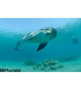 Dolphin in red sea Wall Mural Wall art Wall decor