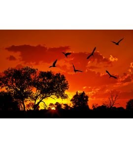 Landscape of Africa with warm sunset Wall Mural