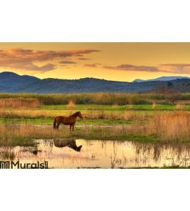 Horse in landscape Wall Mural Wall Tapestry tapestries