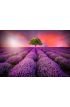 Stunning landscape with lavender field at sunset Wall Mural Wall art Wall decor