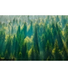 Pine Tree Forest Wall Mural