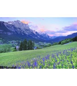 Flower field and sunset at Dolomite Wall Mural
