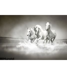 Herd White Horses Running Water Wall Mural
