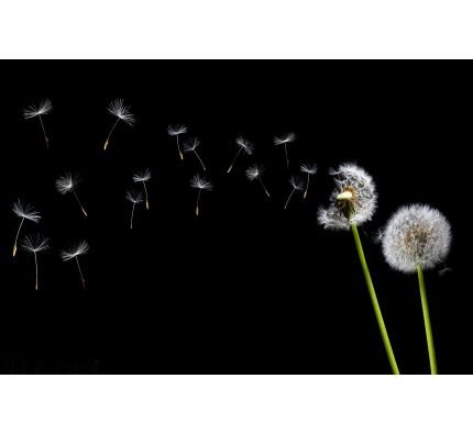 Dandelion Blowing Wall Mural Wall Tapestry tapestries