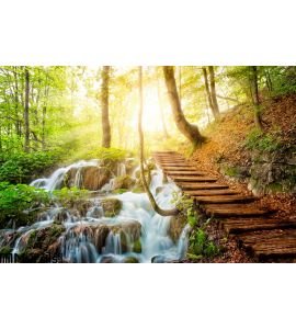 Deep Forest Stream Crystal Clear Water Sunshine Wall Mural