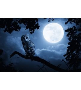 Owl Watches Intently Illuminated Full Moon Wall Mural
