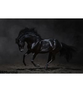 Galloping black horse on dark background Wall Mural
