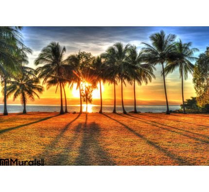 Sunlight Rising Behind Palm Trees Hdr Port Douglas Australia Wall Mural Wall Tapestry tapestries