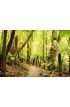 Rainforest Panorama Wall Mural Wall Tapestry tapestries