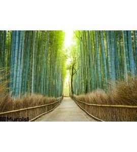 Kyoto, Japan Bamboo Forest Wall Mural
