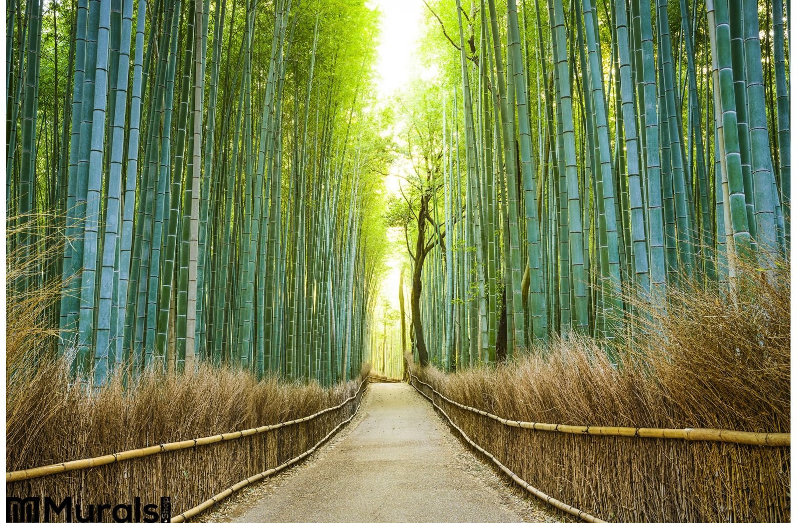 Bamboo Forest – wonderful wall mural– Photowall