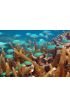 Fishes Hiding Coral Wall Mural Wall Tapestry tapestries