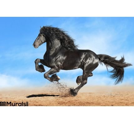 Black Friesian Horse Runs Gallop Wall Mural Wall art Wall decor