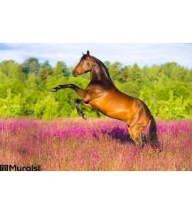Bay Horse Rearing Pink Flowers Wall Mural