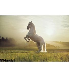 Majestic photo of royal white horse Wall Mural