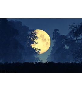 Mysterious Magical Fantasy Fairy Tale Forest Night Full Moon Wall Mural