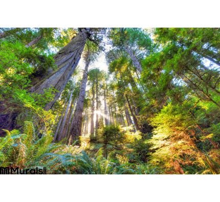 Beautiful Early Morning Old Growth Redwood Forest Wall Mural Wall art Wall decor