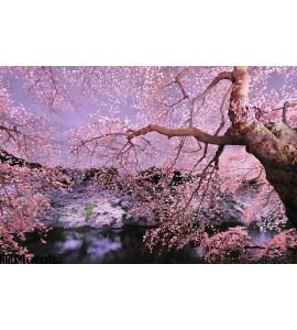 Cherryblossom light up Wall Mural Wall Tapestry tapestries