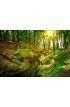 Forest River Wall Mural Wall Tapestry tapestries