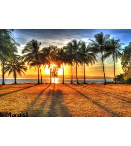 Sunlight Rising Behind Palm Trees Hdr Port Douglas Australia Wall Mural Wall Tapestry tapestries