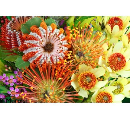 Bright Australian Native Flowers Wall Mural Wall Tapestry tapestries