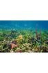 Thriving Underwater Marine Life Tropical Seabed Wall Mural Wall Tapestry tapestries