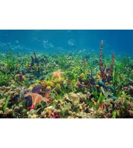 Thriving Underwater Marine Life Tropical Seabed Wall Mural Wall Tapestry tapestries