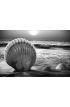 Sea Shells Sand Wall Mural Wall Tapestry tapestries