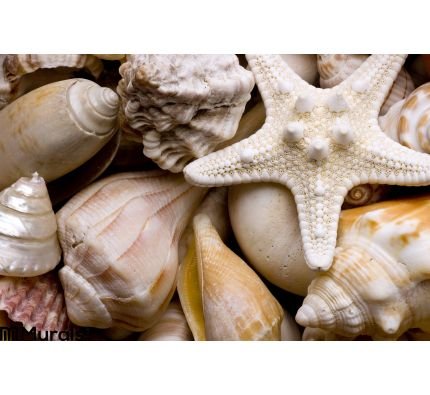 Seashell Background Wall Mural Wall Tapestry tapestries