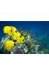 School Masked Butterfly Fish Wall Mural Wall Tapestry tapestries