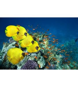 School Masked Butterfly Fish Wall Mural
