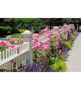 Garden fence with pink roses Wall Mural
