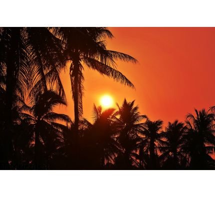 Sunset with coconut tree. Silhouettes Wall Mural Wall Tapestry tapestries