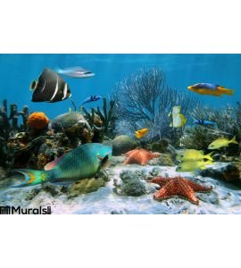 Coral Reef Starfish Wall Mural
