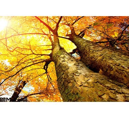 Autumn Trees Wall Mural Wall Tapestry tapestries