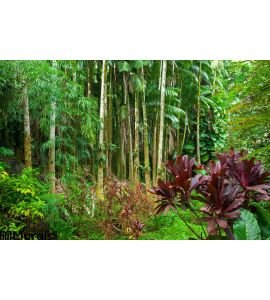 Lush Tropical Rain Forest Wall Mural Wall Tapestry tapestries