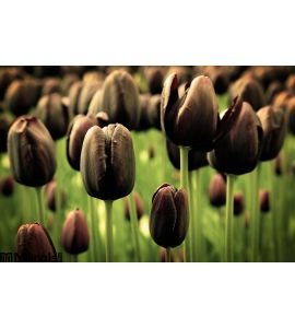 Unique Black Tulip Flowers Wall Mural