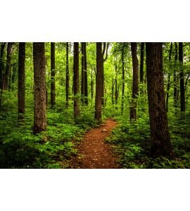 Trail Tall Trees Lush Forest Shenandoah National Park Wall Mural