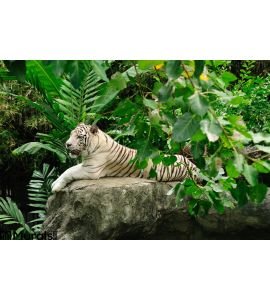 White Tiger Wall Mural