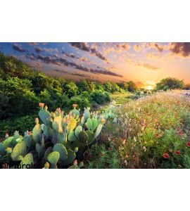 Cactus Wildflowers Sunset Wall Mural