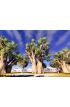 African Baobabs Wall Mural Wall Tapestry tapestries