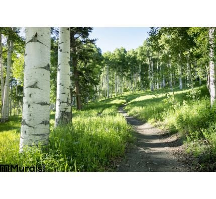 Beautiful Mountain Hiking Trail Aspen Trees Vail Colorado Wall Mural Wall Tapestry tapestries