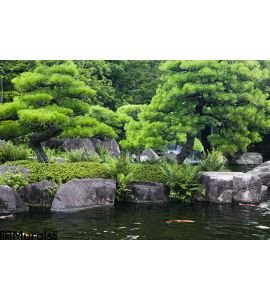 Japan Himeji Himeji Koko En Gardens Pond Koi Carps Wall Mural