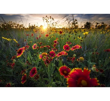 Breezy Dawn Over Texas Wildflowers Wall Mural Wall art Wall decor