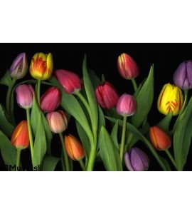 Colorful Tulips Wall Mural