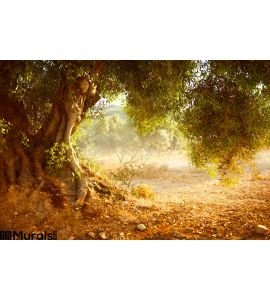 Old Olive Tree Wall Mural