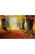 Autumn Fall Forest Path Red Leaves Towards Light Wall Mural Wall art Wall decor