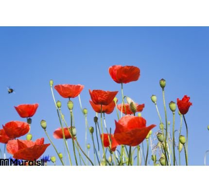 Germany Poppies Blue Sky Copy Space Wall Mural Wall Tapestry tapestries