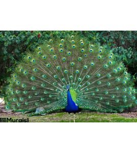Peacock with fanned tail Wall Mural Wall Tapestry tapestries